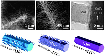 Graphical abstract: In situ growth, structure characterization, and enhanced photocatalysis of high-quality, single-crystalline ZnTe/ZnO branched nanoheterostructures