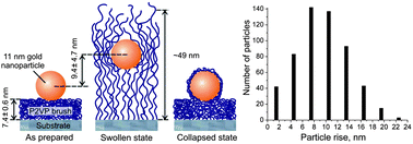 Graphical abstract: Mechanism of nanoparticle actuation by responsive polymer brushes: from reconfigurable composite surfaces to plasmonic effects