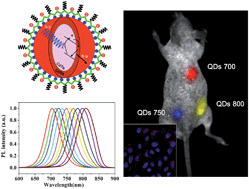 Graphical abstract: A fast synthesis of near-infrared emitting CdTe/CdSe quantum dots with small hydrodynamic diameter for in vivo imaging probes