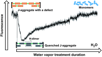 Graphical abstract: Reorganization of perylene bisimide J-aggregates: from delocalized collective to localized individual excitations