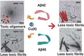 Graphical abstract: Copper inducing Aβ42 rather than Aβ40 nanoscale oligomer formation is the key process for Aβ neurotoxicity