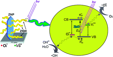 Graphical abstract: Enhanced photocatalytic activity of hierarchical ZnO nanoplate-nanowire architecture as environmentally safe and facilely recyclable photocatalyst