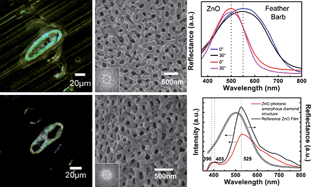 Graphical abstract: Fabrication of ZnO photonic amorphous diamond nanostructure from parrot feathers for modulated photoluminescence properties