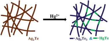 Graphical abstract: Hybrid A–B–A type nanowires through cation exchange