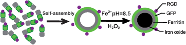 Graphical abstract: Multifunctional ferritin cage nanostructures for fluorescence and MR imaging of tumor cells