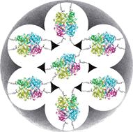 Graphical abstract: In situ synthesis of porous silica nanoparticles for covalent immobilization of enzymes