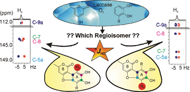 Graphical abstract: Laccase-catalyzed phenol oxidation. Rapid assignment of ring-proton deficient polycyclic benzofuran regioisomers by experimental 1H–13C long-range coupling constants and DFT-predicted product formation