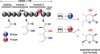 Graphical abstract: Insights into the stereospecificity of ketoreduction in a modular polyketide synthase