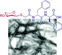 Graphical abstract: Exploring the self-assembly of glycopeptides using a diphenylalanine scaffold