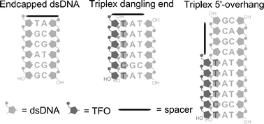 Graphical abstract: Cationic modified nucleic acids for use in DNA hairpins and parallel triplexes