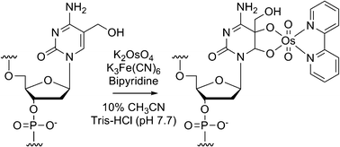 Graphical abstract: Facile synthesis of hydroxymethylcytosine-containing oligonucleotides and their reactivity upon osmium oxidation