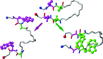 Graphical abstract: Trp-Trp pairs as β-hairpin stabilisers: Hydrogen-bonded versus non-hydrogen-bonded sites