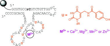 Graphical abstract: A divalent metal-dependent self-cleaving DNAzyme with a tyrosine side chain