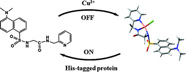 Graphical abstract: The switch-on luminescence sensing of histidine-rich proteins in solution: a further application of a Cu2+ ligand