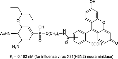 Graphical abstract: Biotin-, fluorescein- and ‘clickable’ conjugates of phospha-oseltamivir as probes for the influenza virus which utilize selective binding to the neuraminidase