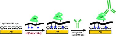 Graphical abstract: Amperometric detection of antibodies in serum: performance of self-assembled cyclodextrin/cellulose polymer interfaces as antigen carriers