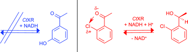 Graphical abstract: Candida tenuis xylose reductase catalysed reduction of acetophenones: the effect of ring-substituents on catalytic efficiency