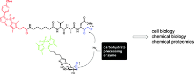 Graphical abstract: Irreversible inhibitors and activity-based probes as research tools in chemical glycobiology