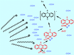 Graphical abstract: Effect of surfactants on the chemiluminescence of acridinium dimethylphenyl ester labels and their conjugates