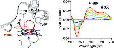 Graphical abstract: Peroxidase activity enhancement of horse cytochrome c by dimerization