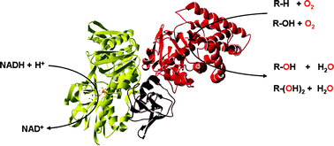 Graphical abstract: Regioselective ω-hydroxylation of medium-chain n-alkanes and primary alcohols by CYP153 enzymes from Mycobacterium marinum and Polaromonas sp. strain JS666