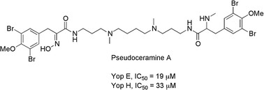 Graphical abstract: Pseudoceramines A–D, new antibacterial bromotyrosine alkaloids from the marine sponge Pseudoceratina sp.