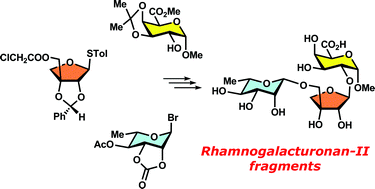 Graphical abstract: Synthesis of apiose-containing oligosaccharide fragments of the plant cell wall: fragments of rhamnogalacturonan-II side chains A and B, and apiogalacturonan