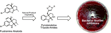 Graphical abstract: Flustramine inspired synthesis and biological evaluation of pyrroloindoline triazole amides as novel inhibitors of bacterial biofilms