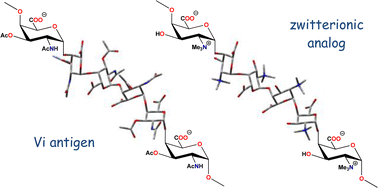 Graphical abstract: Molecular dynamics simulations of the Salmonella typhiVi antigenic polysaccharide and effects of the introduction of a zwitterionic motif