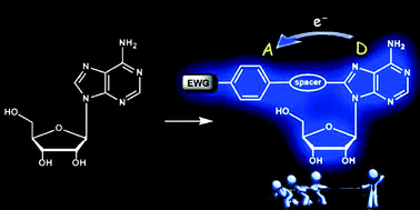 Graphical abstract: 8-(p-CF3-cinnamyl)-modified purine nucleosides as promising fluorescent probes