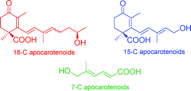 Graphical abstract: New apocarotenoids and β-carotene cleavage in Blakeslea trispora