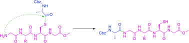 Graphical abstract: Microwave-assisted chemical ligation of S-acyl peptides containing non-terminal cysteine residues