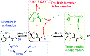 Graphical abstract: S-Nitrosocaptopril formation in aqueous acid and basic medium. A vasodilator and angiotensin converting enzyme inhibitor