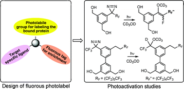 Graphical abstract: Design, synthesis and photoactivation studies of fluorous photolabels