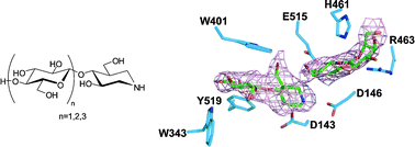 Graphical abstract: A potential fortuitous binding of inhibitors of an inverting family GH9 β-glycosidase derived from isofagomine