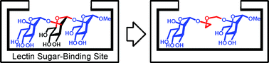 Graphical abstract: 2-Oxabutane as a substitute for internal monomer units of oligosaccharides to create lectin ligands