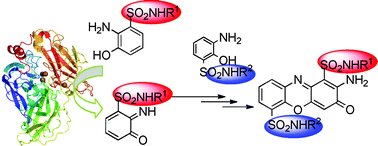 Graphical abstract: Non-symmetrically substituted phenoxazinones from laccase-mediated oxidative cross-coupling of aminophenols: an experimental and theoretical insight