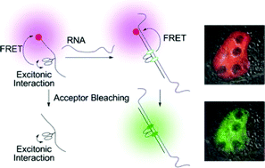 Graphical abstract: Emission control by binary energy transfer processes on oligouridine