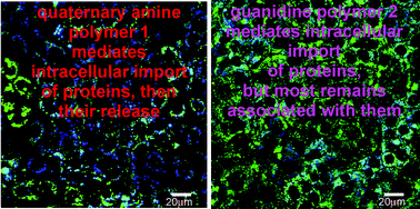 Graphical abstract: Cationic polyfluorenes for intracellular delivery of proteins