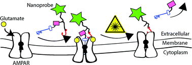 Graphical abstract: Silent, fluorescent labeling of native neuronal receptors