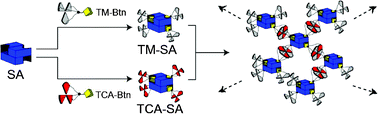 Graphical abstract: Protein assembly directed by synthetic molecular recognition motifs
