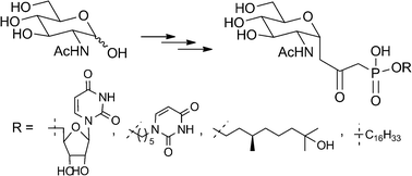 Graphical abstract: Synthesis and biological evaluation of potential new inhibitors of the bacterial transferase MraY with a β-ketophosphonate structure