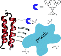 Graphical abstract: The molecular recognition of phosphorylated proteins by designed polypeptides conjugated to a small molecule that binds phosphate