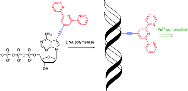 Graphical abstract: Synthesis of nucleoside mono- and triphosphates bearing oligopyridine ligands, their incorporation into DNA and complexation with transition metals
