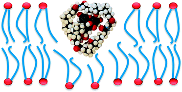 Graphical abstract: Flexible oligocholate foldamers as membrane transporters and their guest-dependent transport mechanism