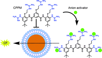 Graphical abstract: Anion mediated activation of guanidine rich small molecules