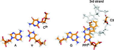 Graphical abstract: DNA duplexes and triplex-forming oligodeoxynucleotides incorporating modified nucleosides forming stable and selective triplexes