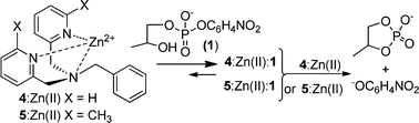 Graphical abstract: Solvent induced cooperativity of Zn(ii) complexes cleaving a phosphate diester RNA analog in methanol