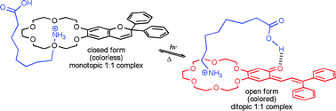 Graphical abstract: Mono- and ditopic models of binding of a photochromic chromene annelated with an 18-crown-6 ether with protonated amino acids