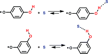 Graphical abstract: Hydrogen bond donating ability of meta and parahydroxy phenoxyl radicals